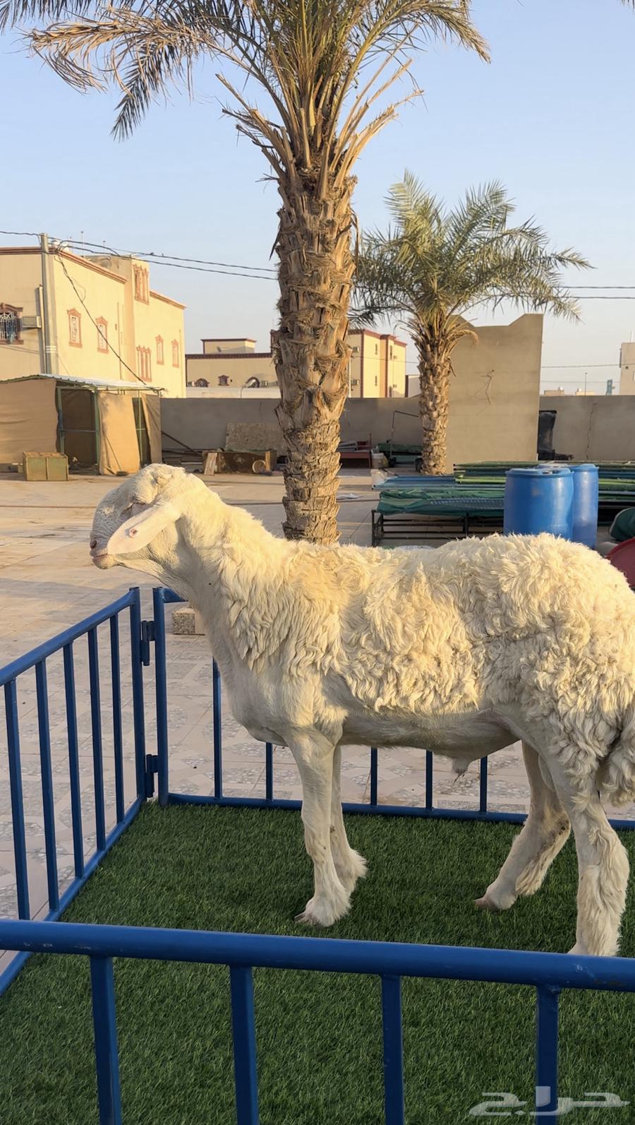 مشروع حري فاخر ( تم البيع )633921454475551113