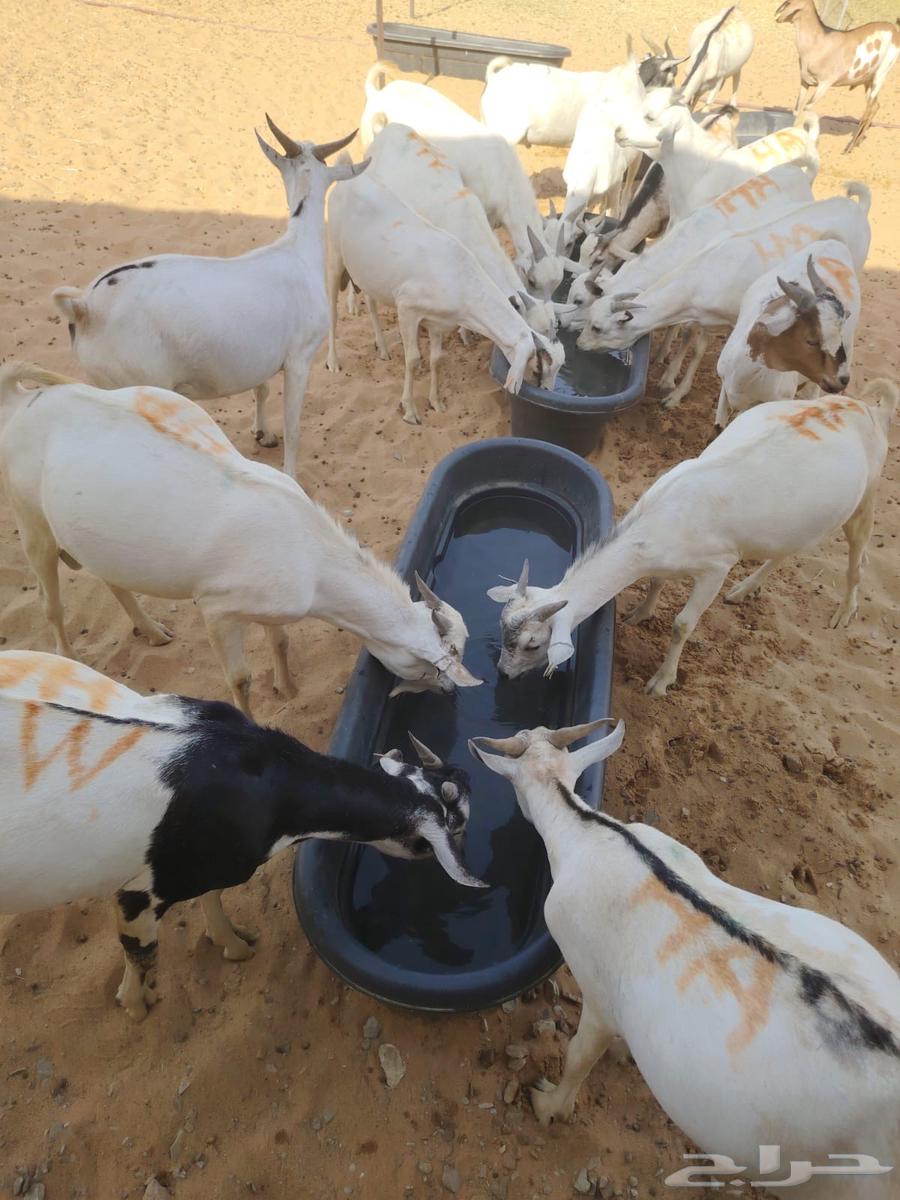 سواكن ممتازه تربيه شهرين63394777298306113