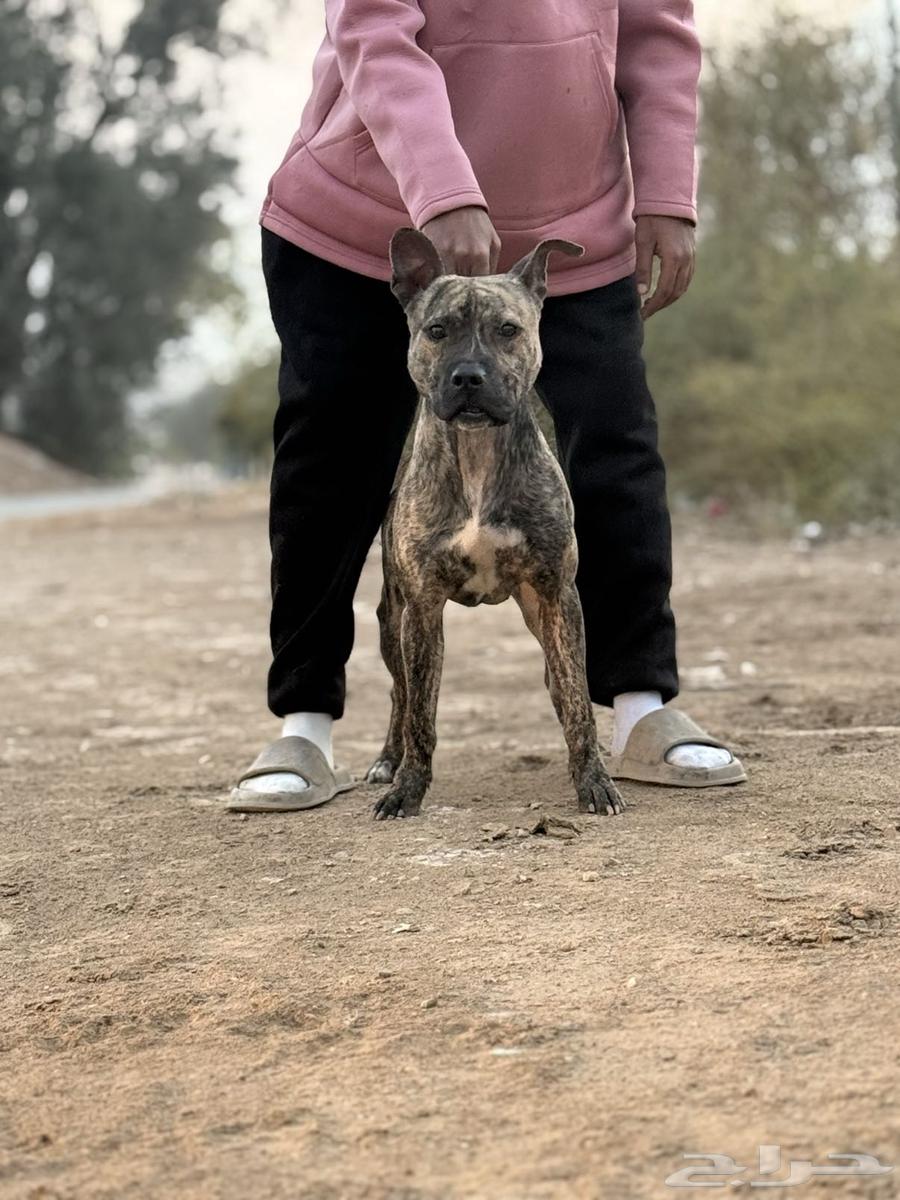 For sale: Male T-Boil Red Nose Hot63394727257729114