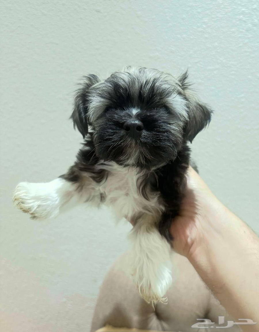 Various types of dogs for sale, age two and a half months63392310259841112