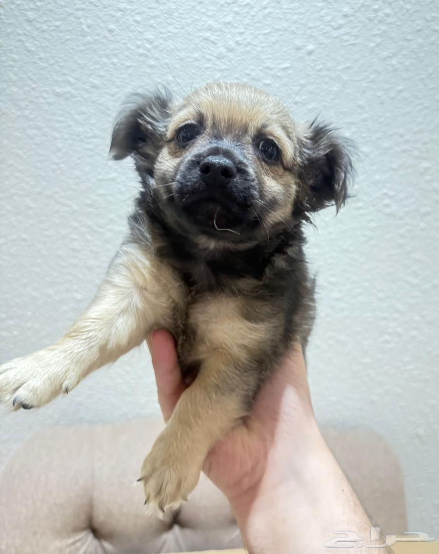 Various types of dogs for sale, age two and a half months63392310259841114