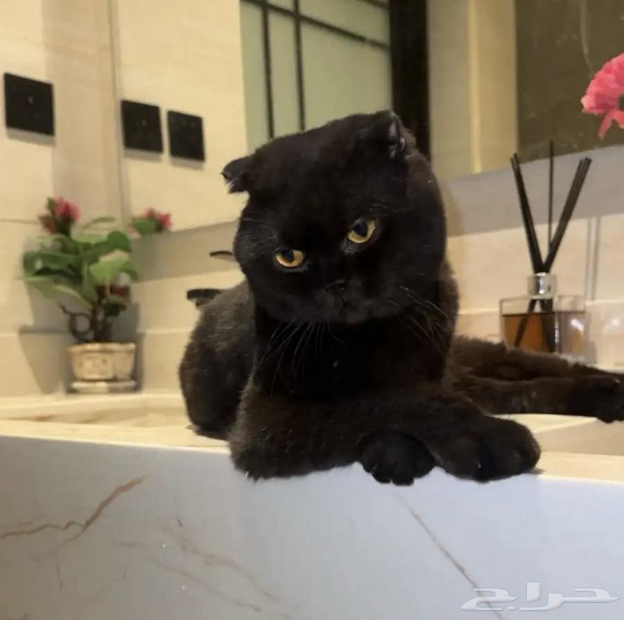 سكوتش فولد بلاك63379977466755110