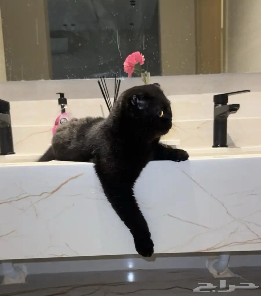 سكوتش فولد بلاك63379977466755111