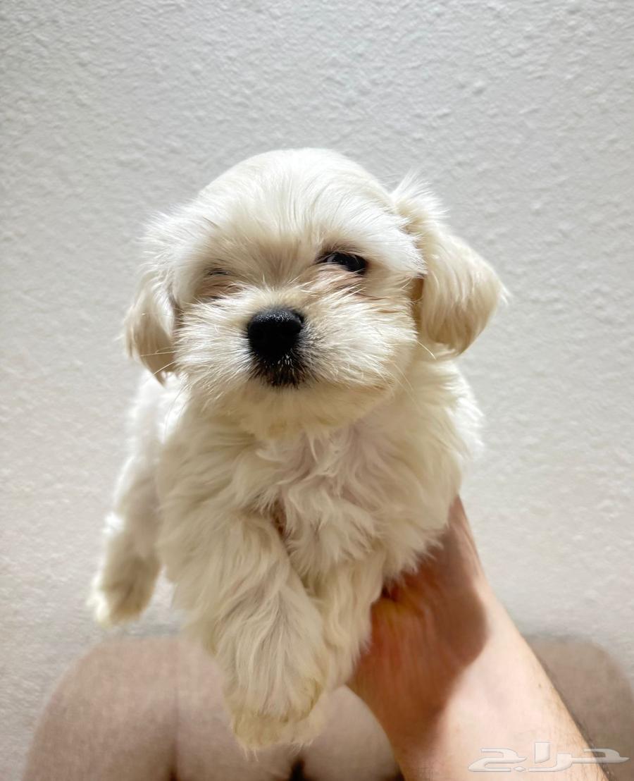 Various types of dogs for sale, age two and a half months633923102598411117