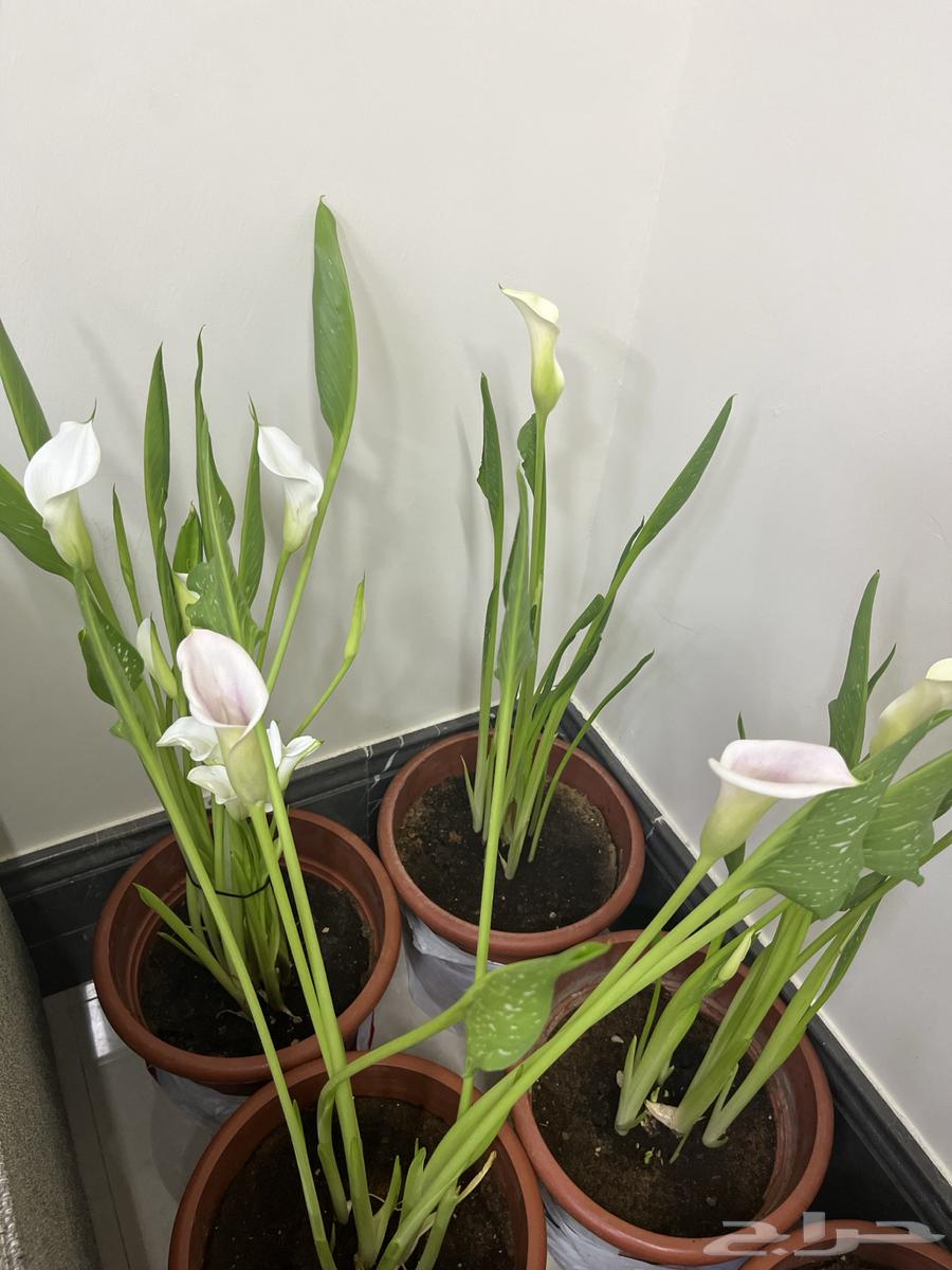 Dutch cocoa came from the lilac, a perennial flowering plant.63392067802625114