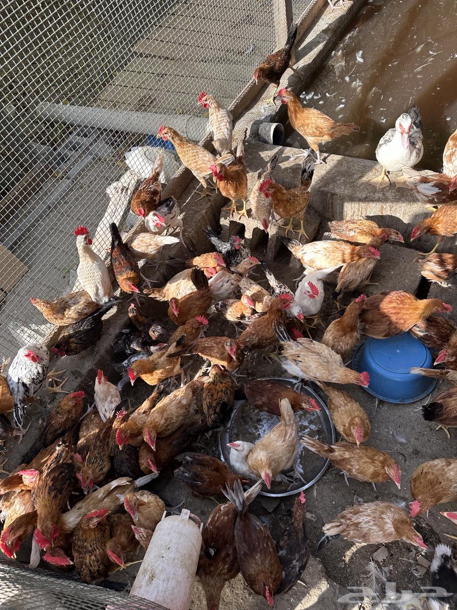 Chickens for sale63392912072578113