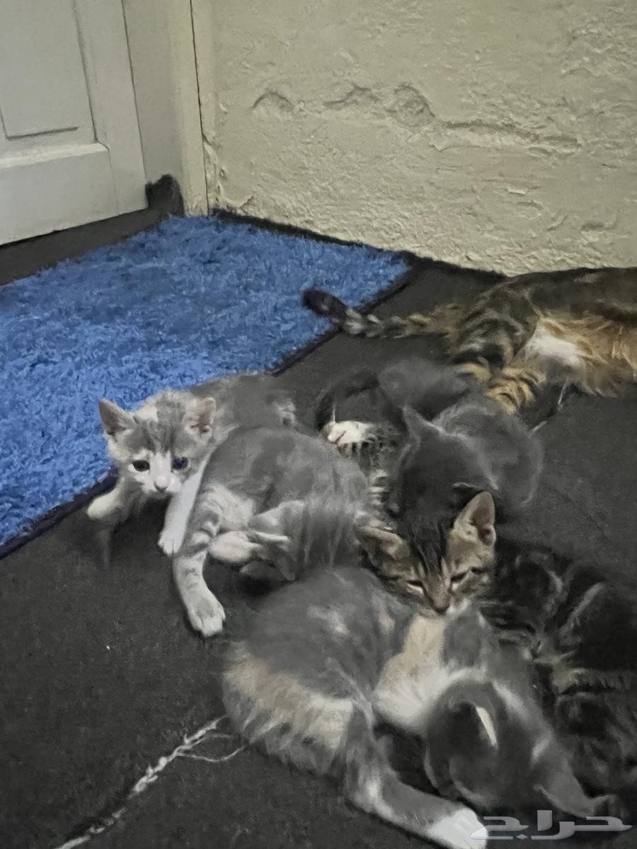 Kittens for adoption63380007454466114