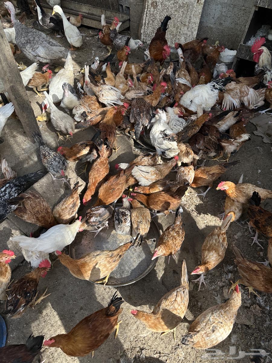 Chickens for sale63392912072578114