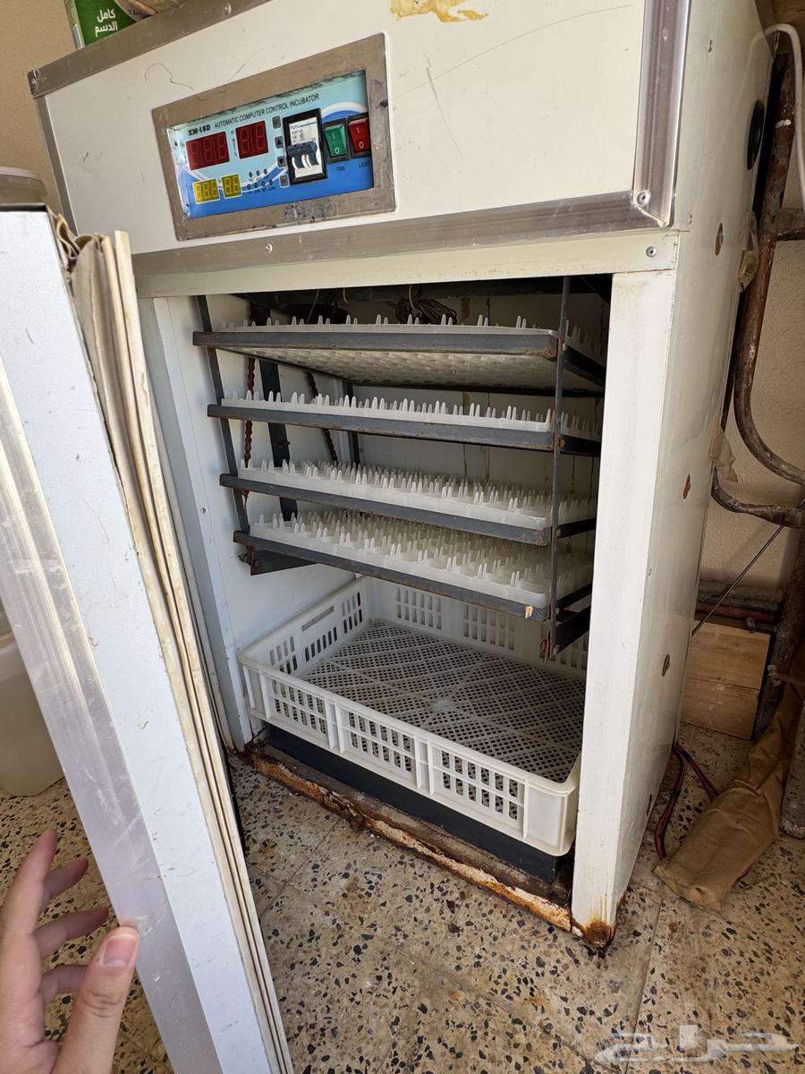 فقاسه 350 بيضه63402967517442111