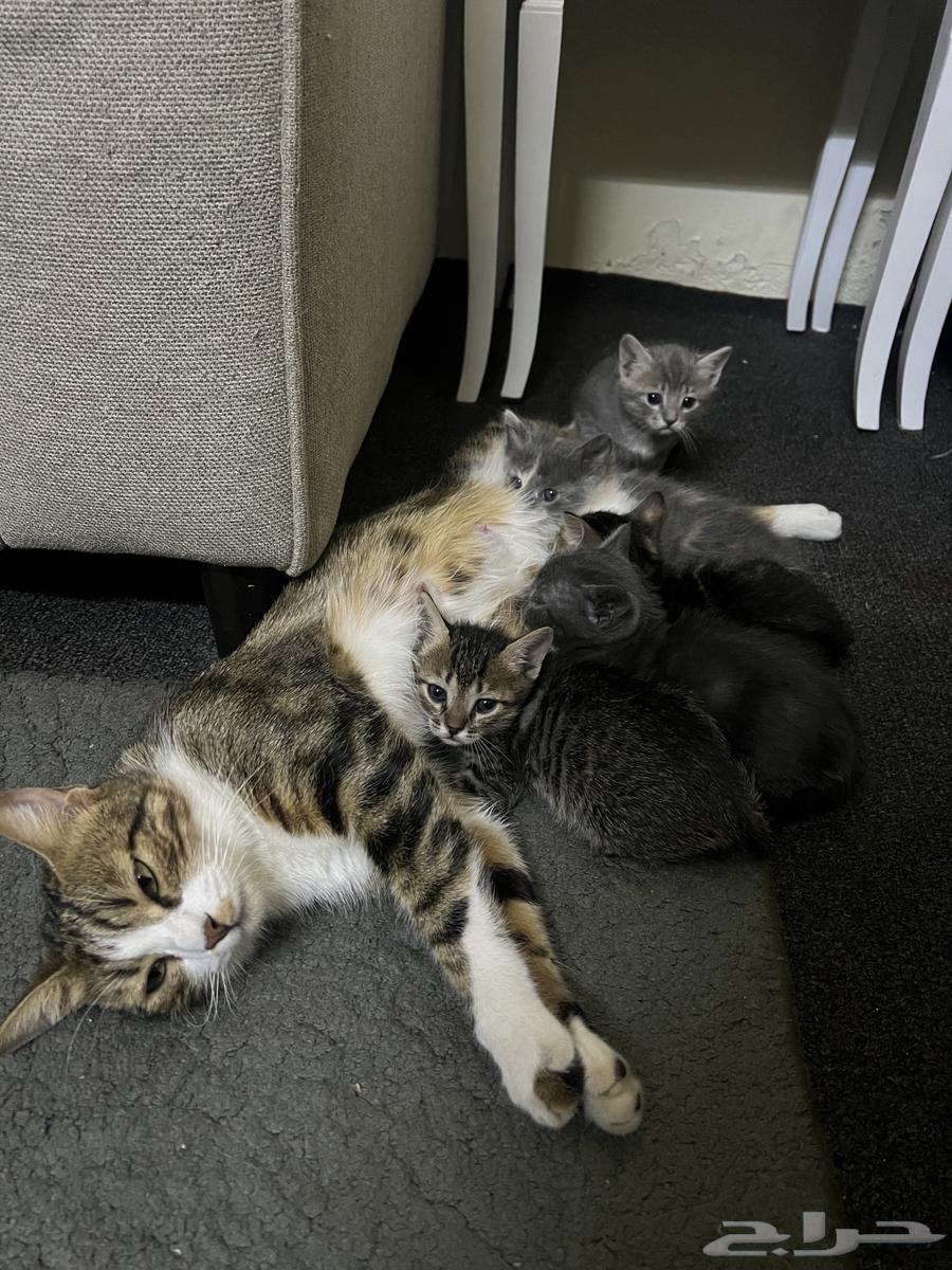 Kittens for adoption63380007454466111