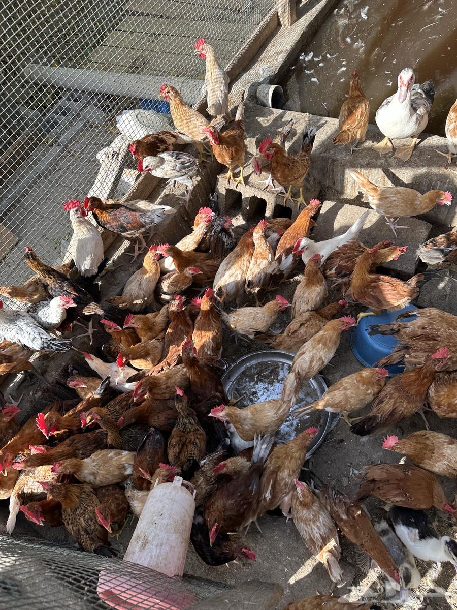 Chickens for sale63392912072578110