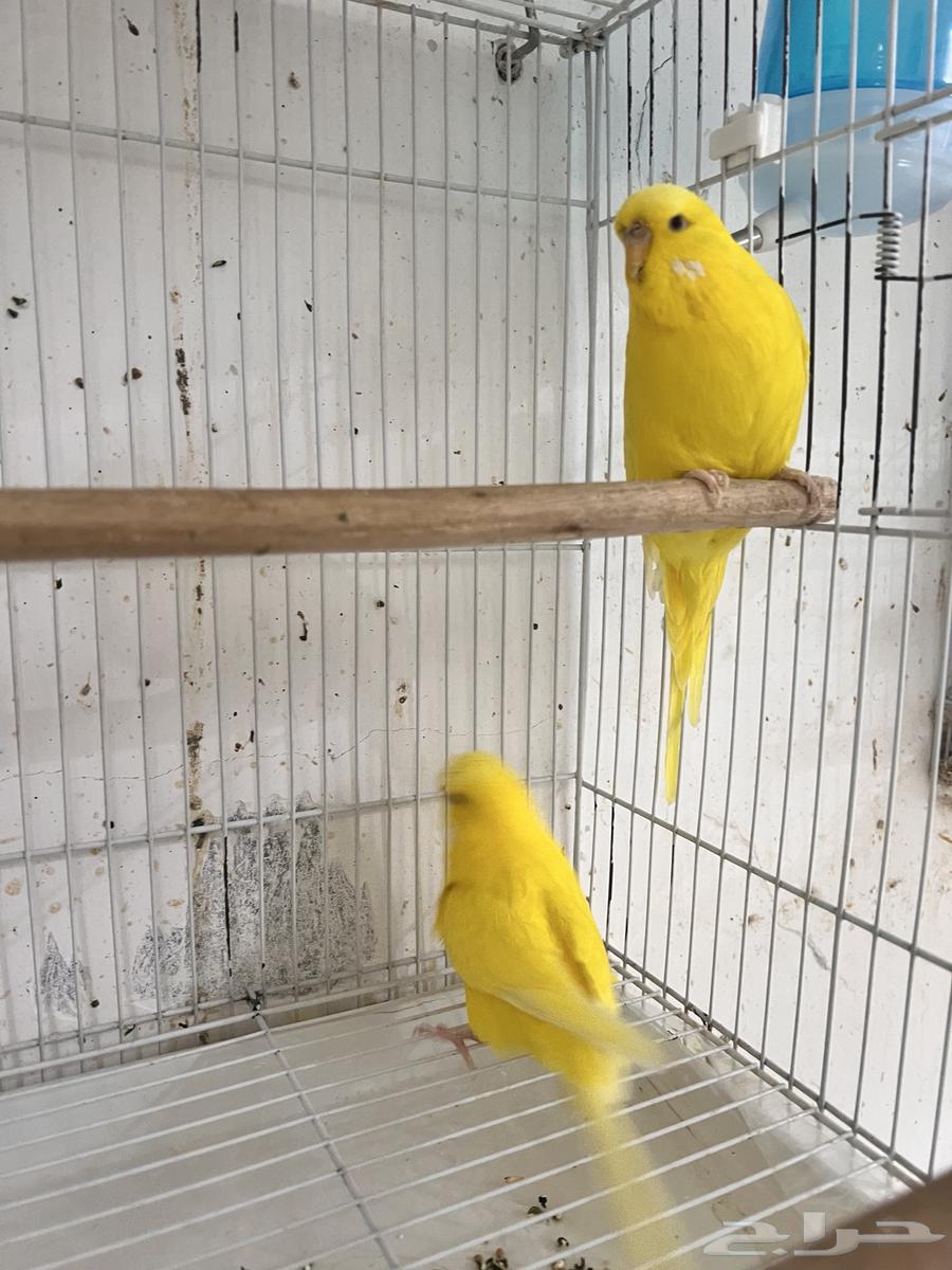 English Budgie with Red Eyes, Latin Script634029735153941127
