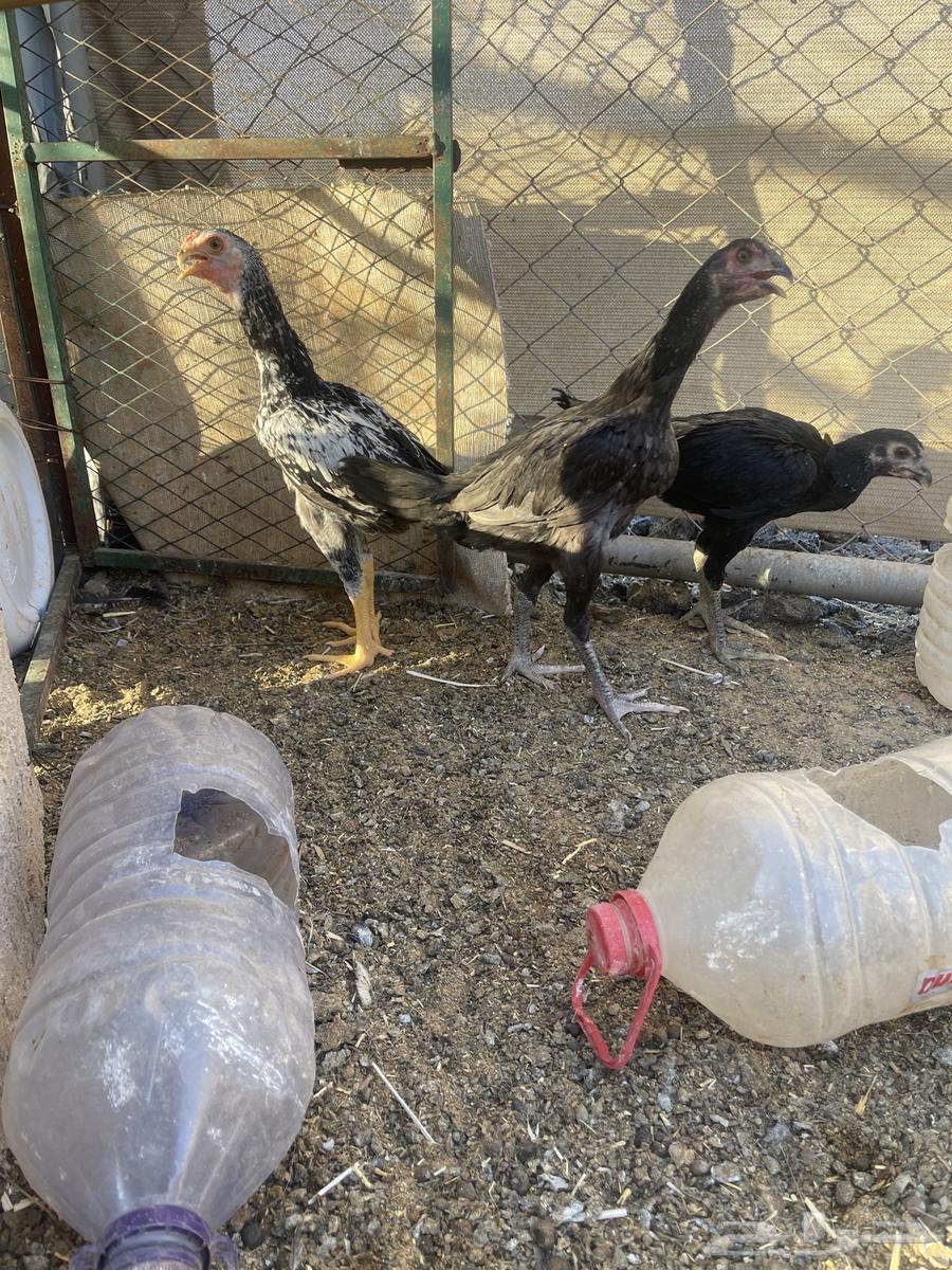 للبيع دجاج باكستاني63392419287426113