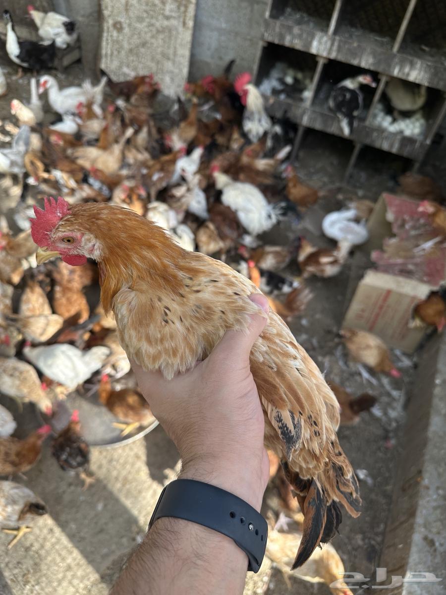 Chickens for sale63392912072578111