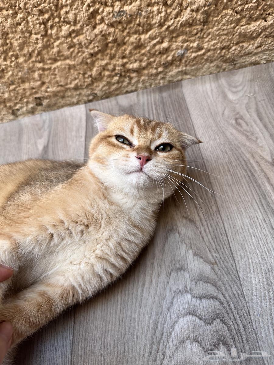 سكوتش فولد للبيع63392500380161112
