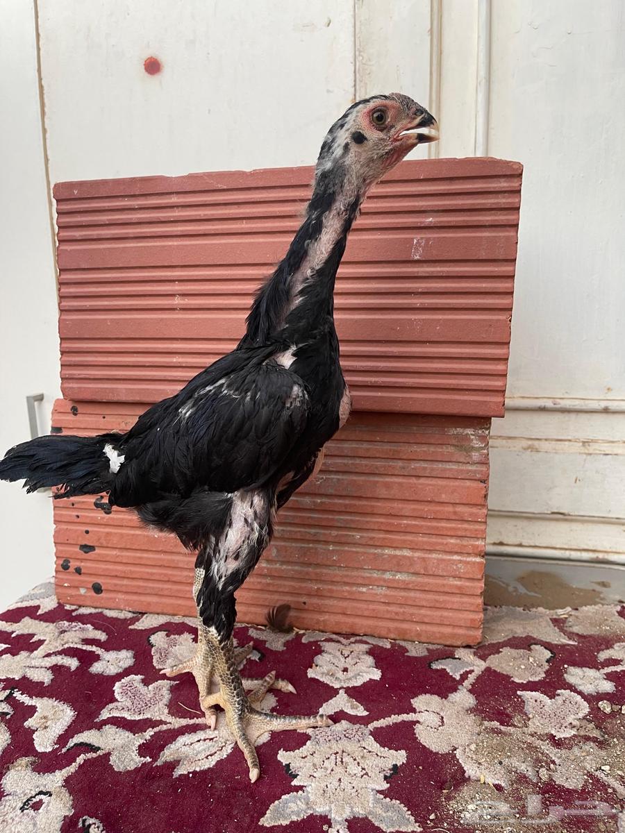 German Black Shamoo Chick63392225812994111