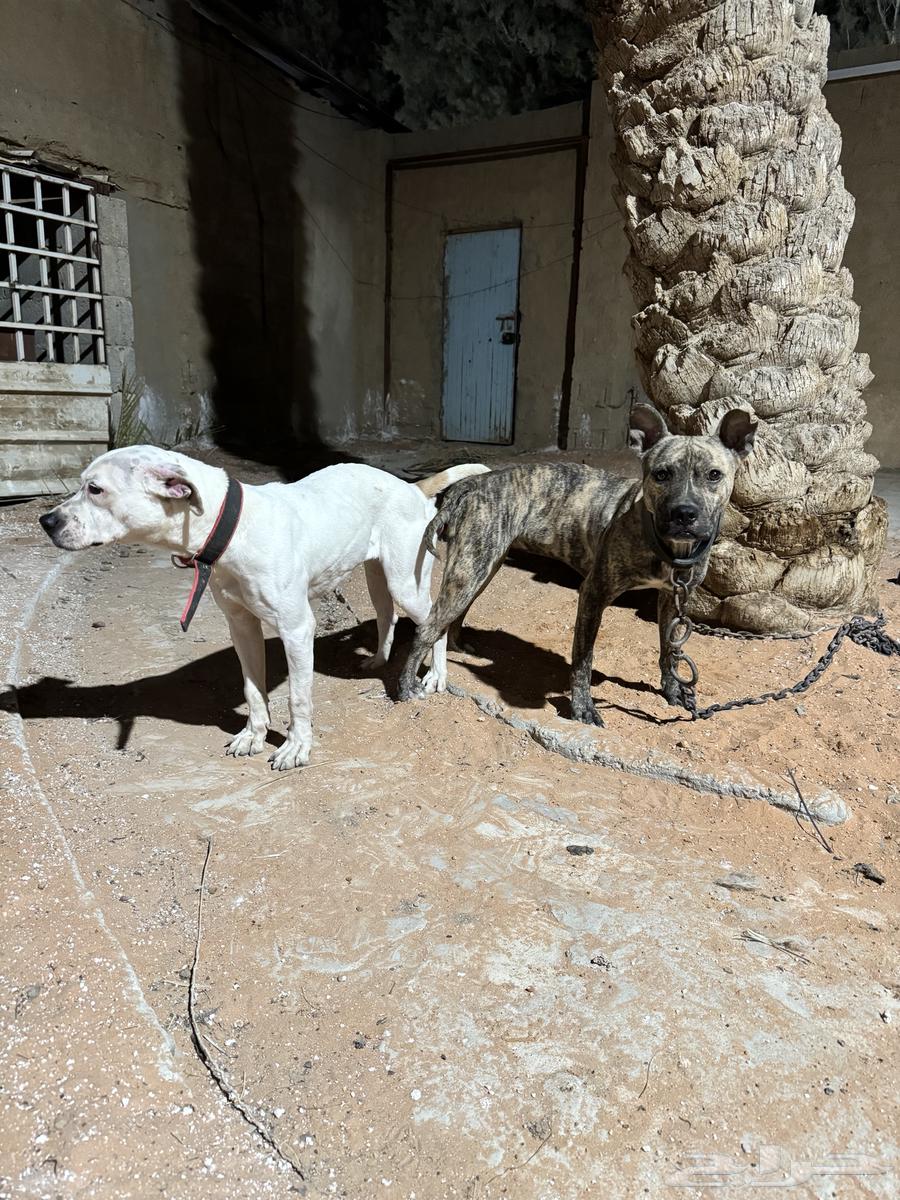 For sale: Male T-Boil Red Nose Hot63394727257729112