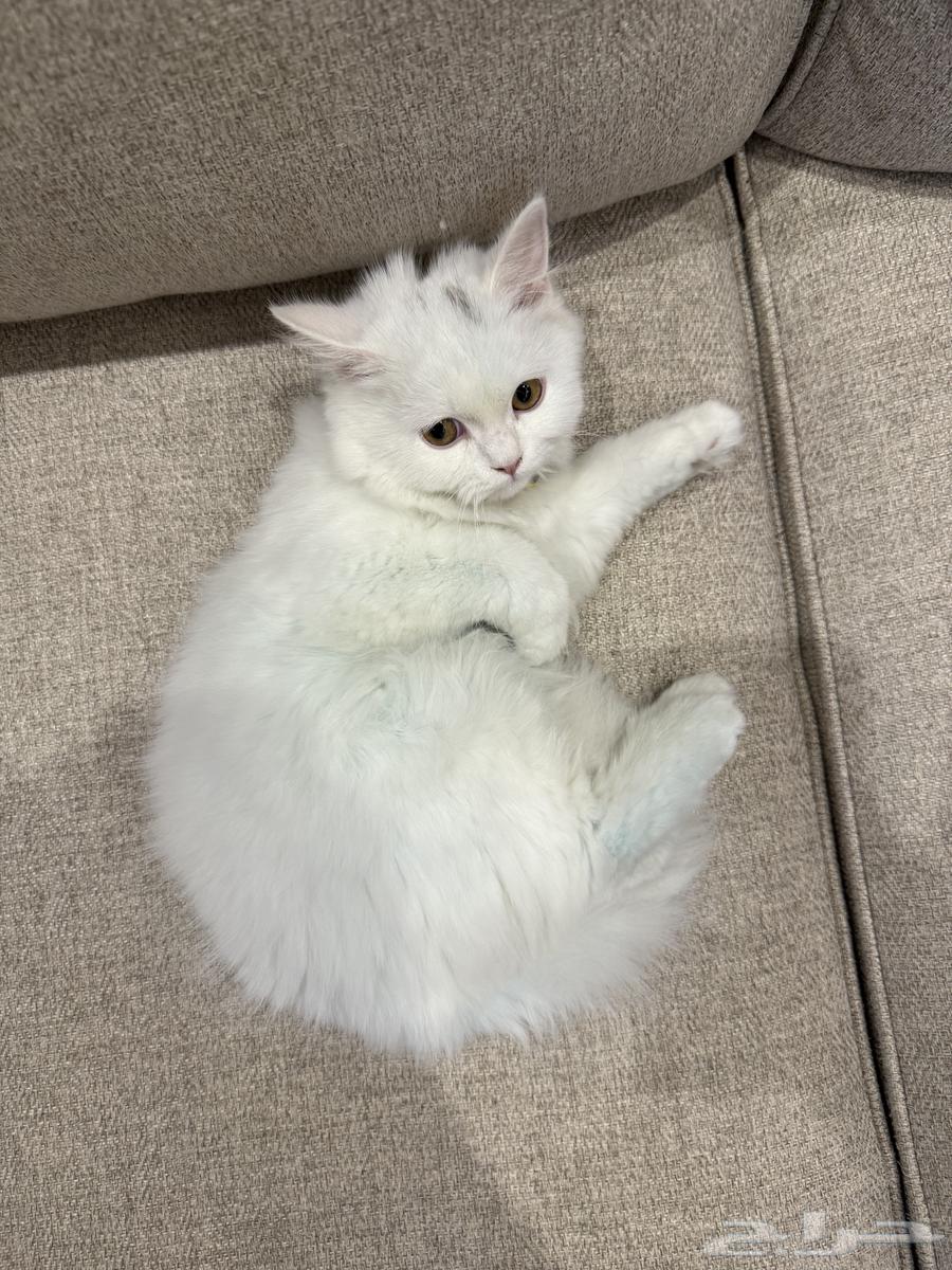 قطة بسة63402997899266111