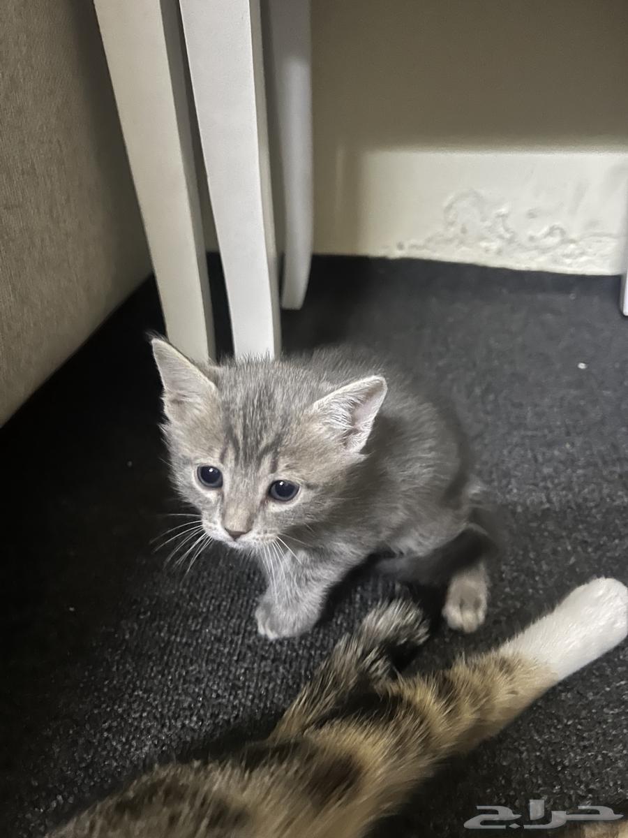 Kittens for adoption63380007454466113