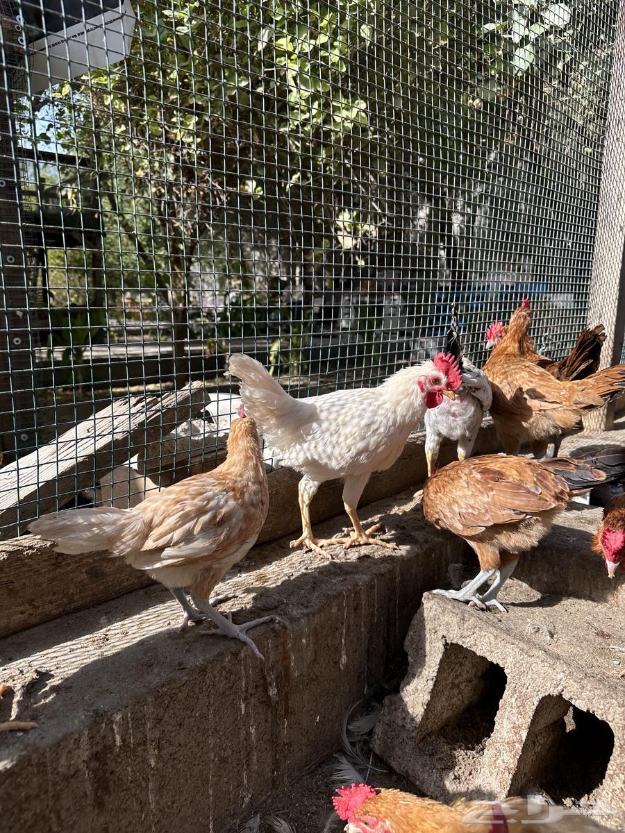 Chickens for sale63392912072578112