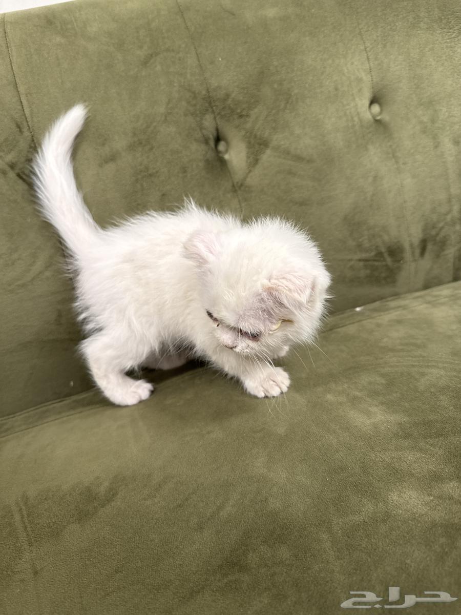 Two-month-old playful and clean kitten63402993759745113