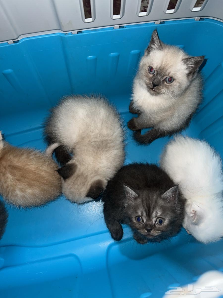 Kittens for sale in Ha'il: Scottish Fold, Siamese, and Shirazi63403001291009110