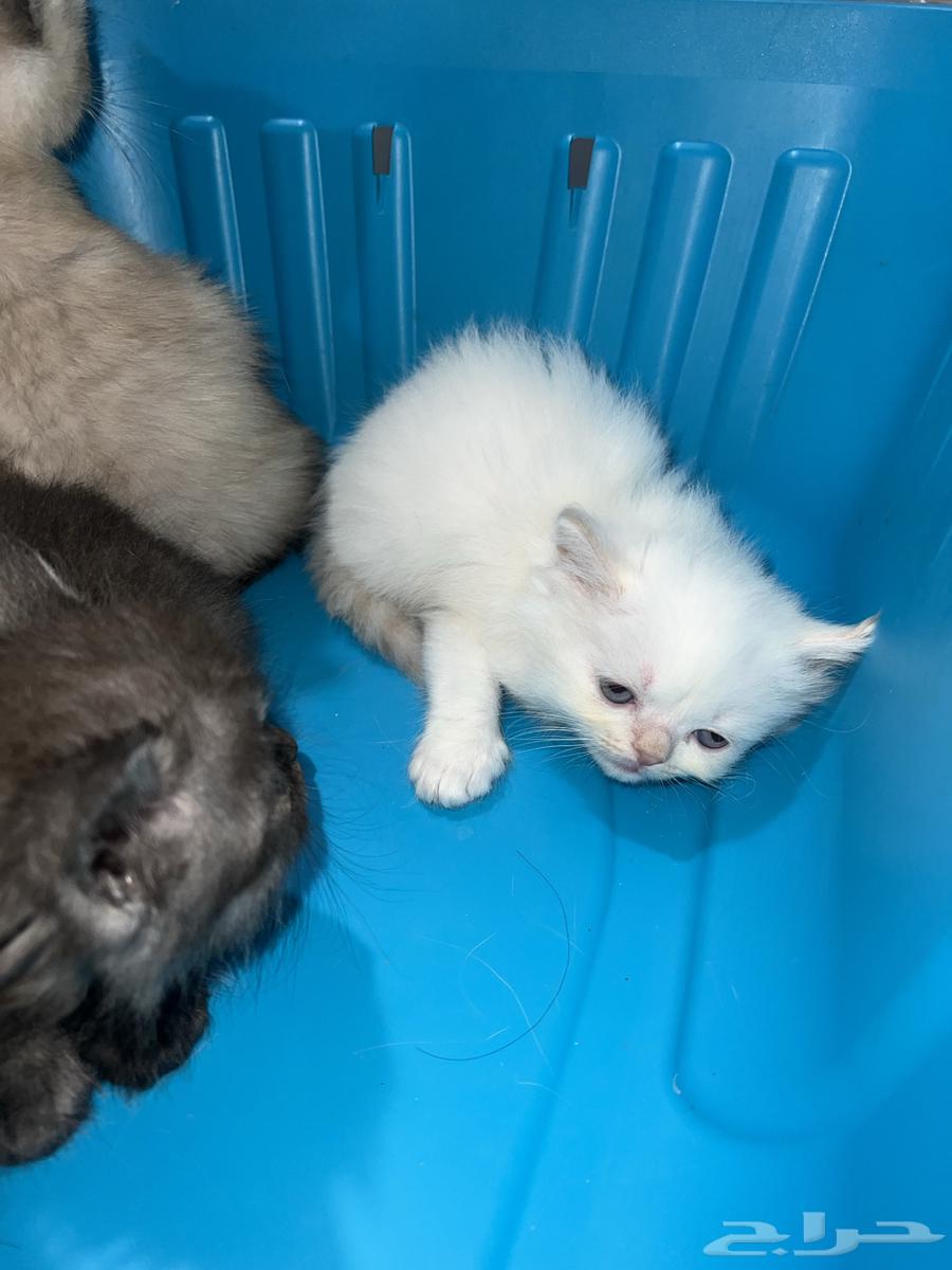 Kittens for sale in Ha'il: Scottish Fold, Siamese, and Shirazi63403001291009112