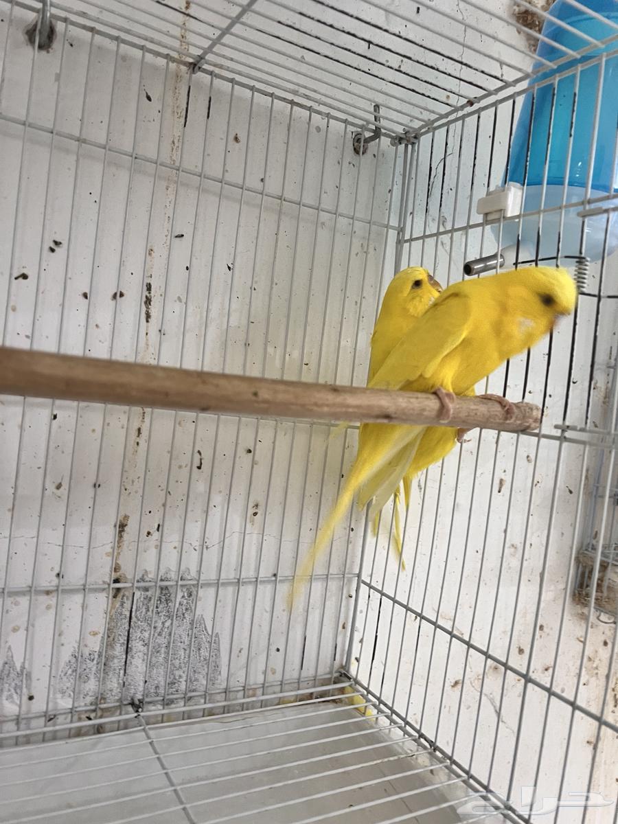 English Budgie with Red Eyes, Latin Script63402973515394112