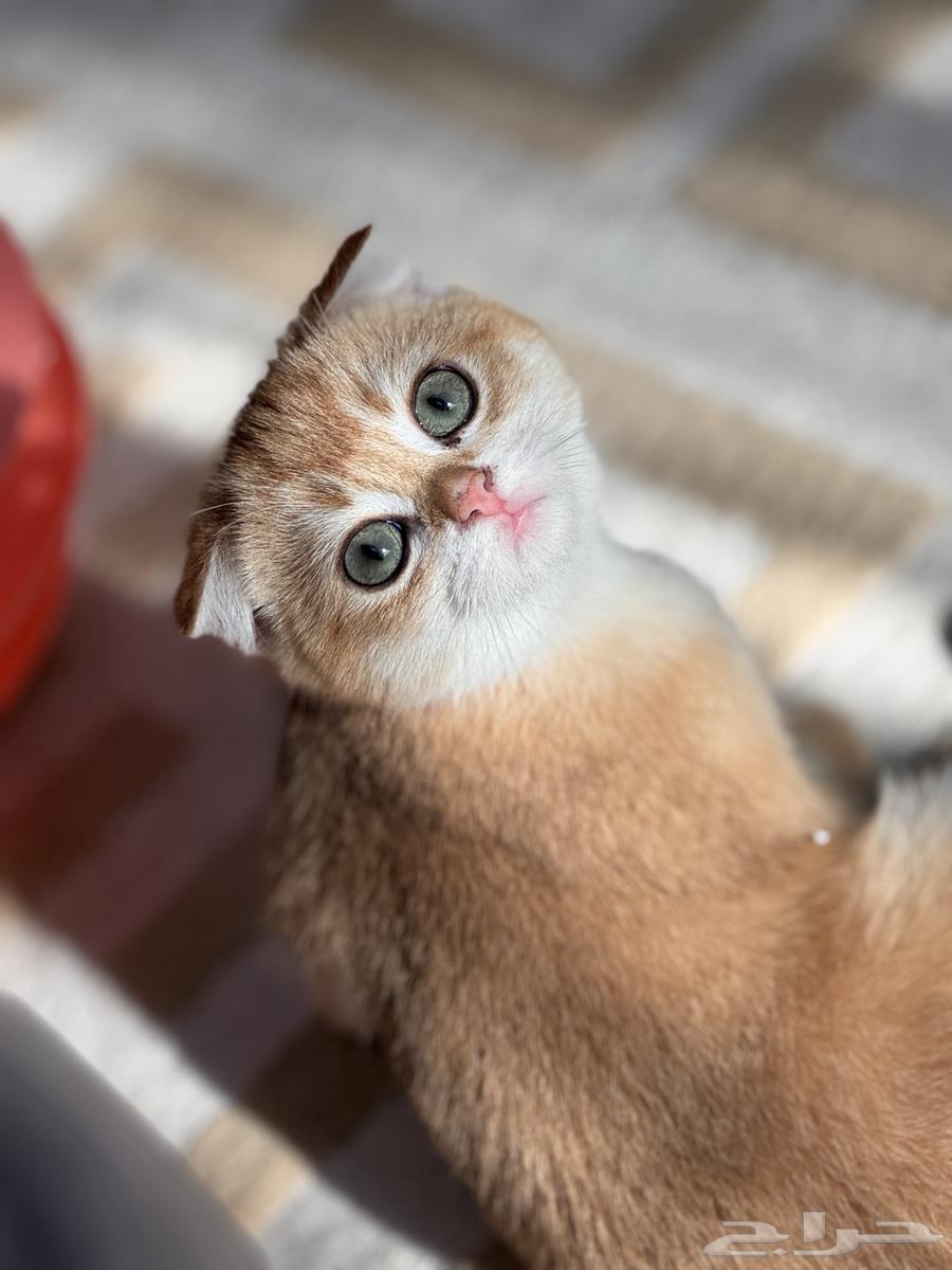 قطط كيتن انثى63402991524226111