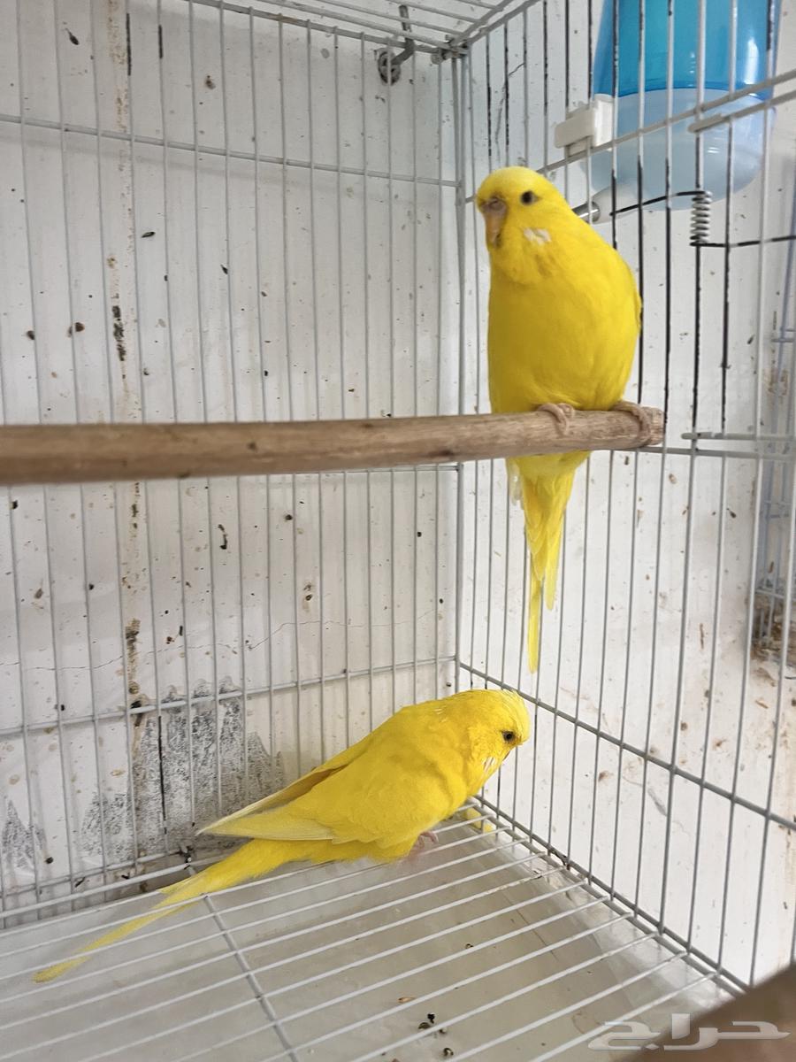 English Budgie with Red Eyes, Latin Script63402973515394111
