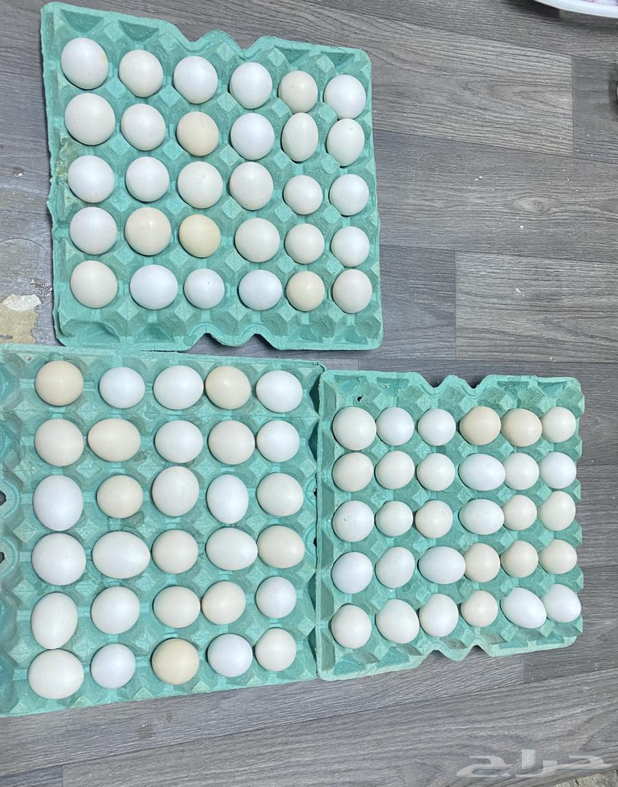 Fresh local eggs available63392226831491111