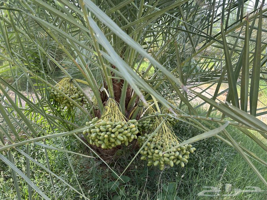Luxury dates for sale from farm production, Sukkari and Majdool63402978839809112