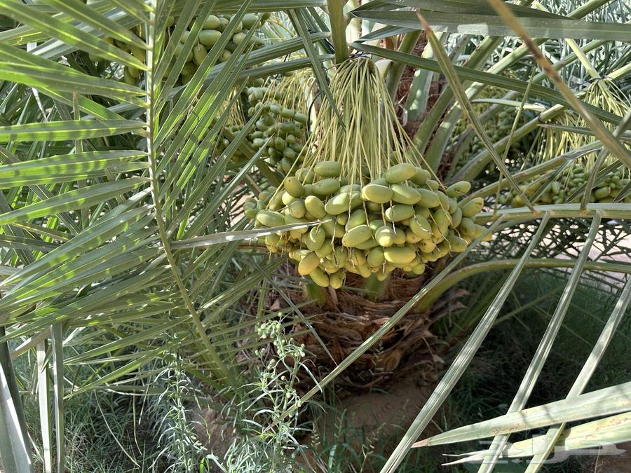 Luxury dates for sale from farm production, Sukkari and Majdool63402978839809111