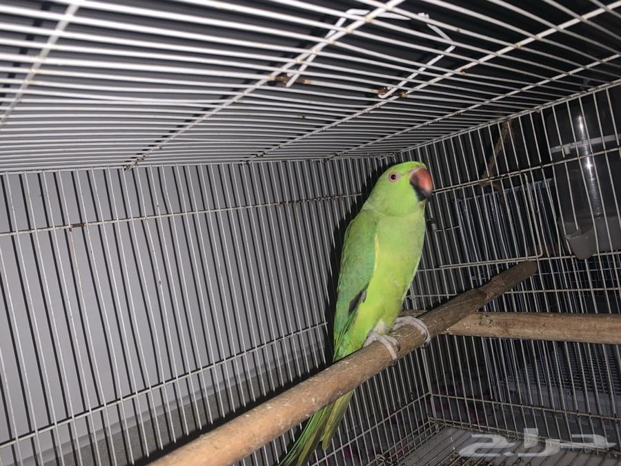 أنثى دره منتجه شرط63394707208067111