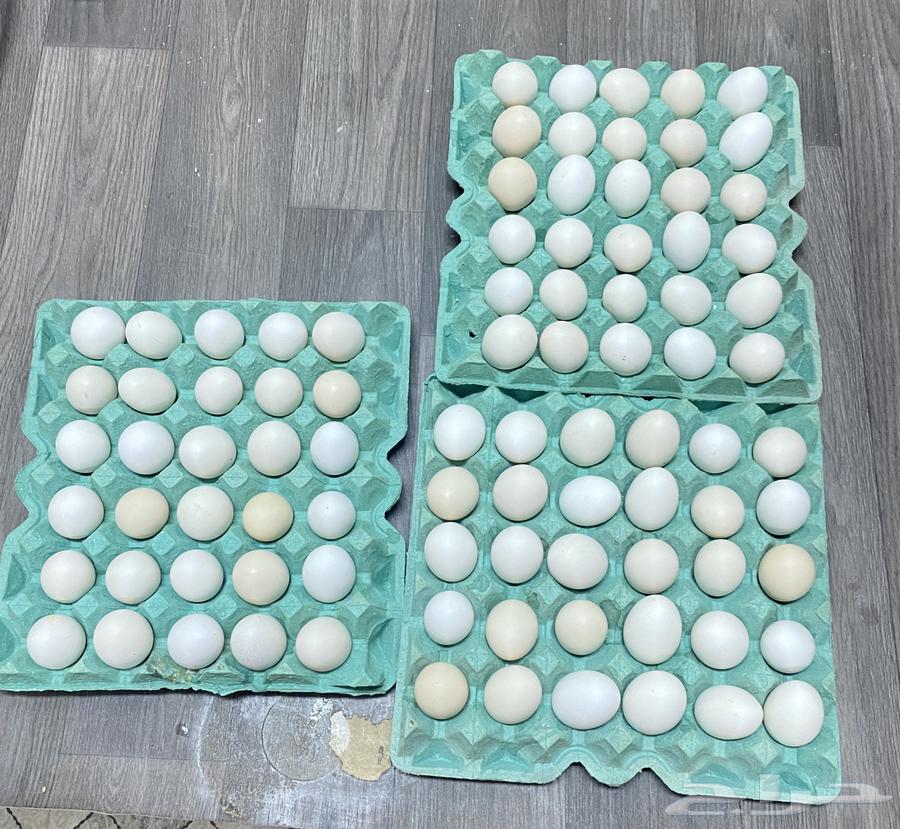 Fresh local eggs available63392226831491110