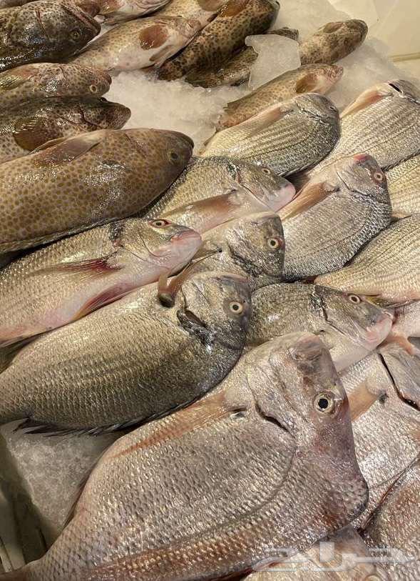 For sale: fish and shrimp63402955165186111