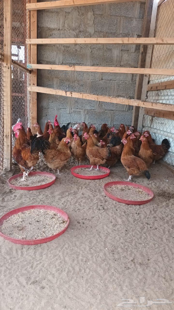 French chicken63392499351169113