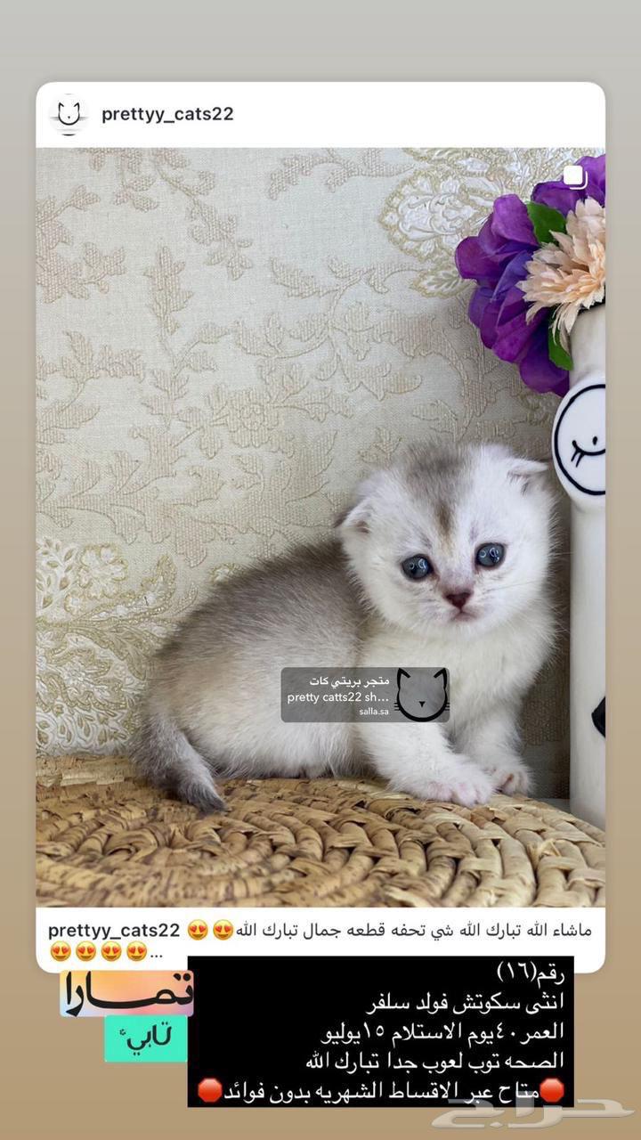 Cats Cat Kitten Kittens British Shorthair Scottish Fold Golden63391718000131112