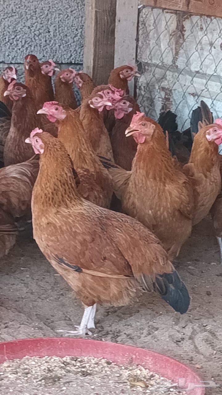 French chicken63392499351169112