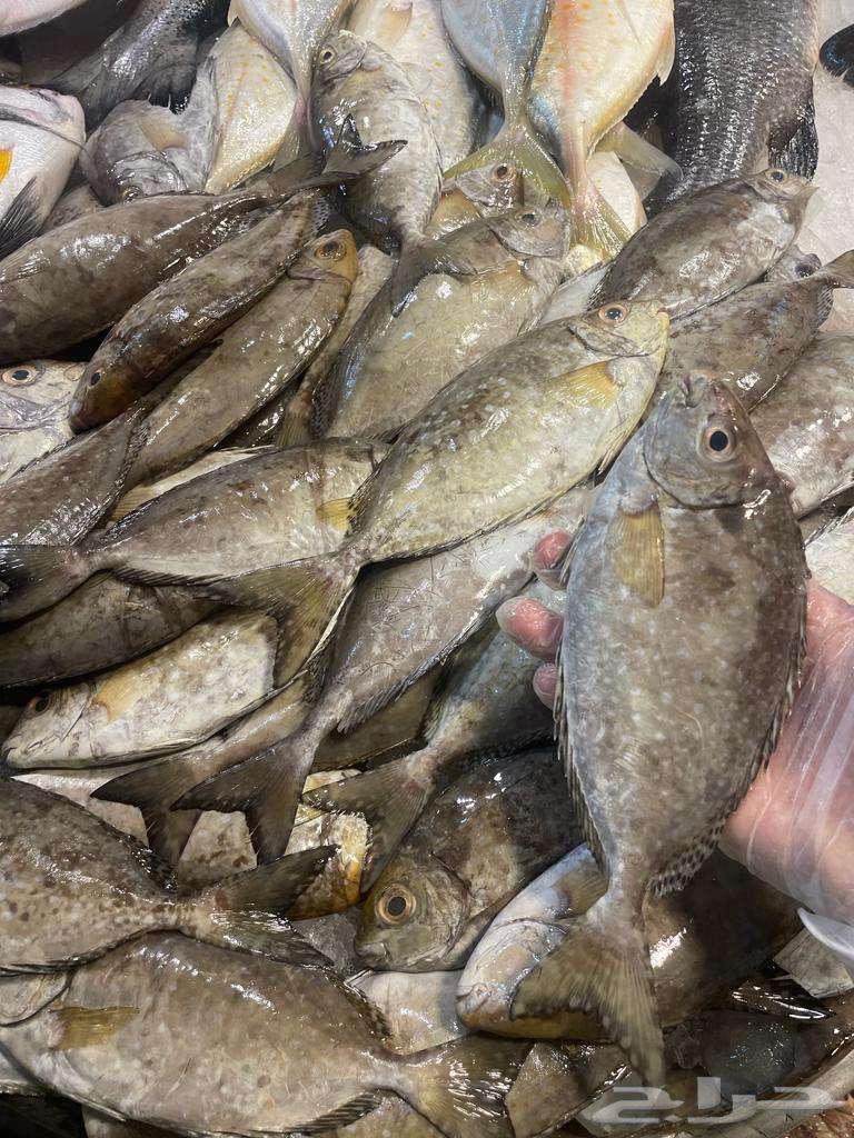 For sale: fish and shrimp63402955165186113
