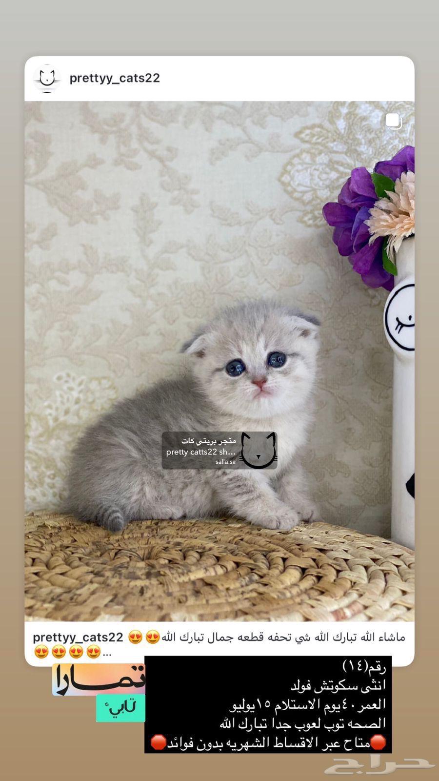 Cats Cat Kitten Kittens British Shorthair Scottish Fold Golden63391718000131111