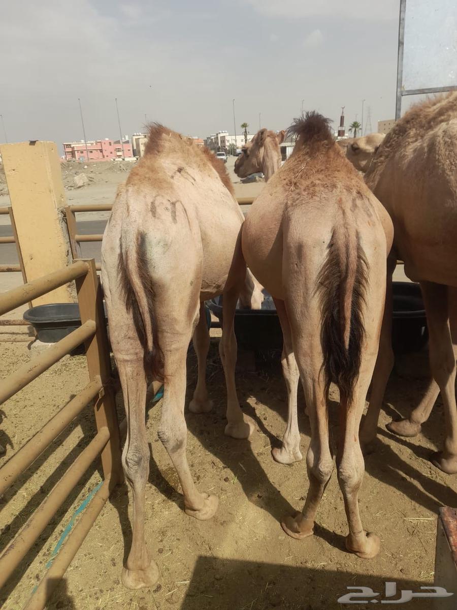 سواكن ممتازه تربيه شهرين63394777298306111