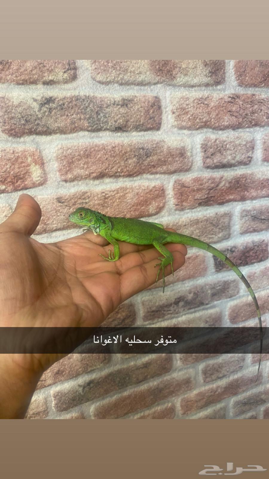 سحليه الاقواناء وحربايه63389006627971111