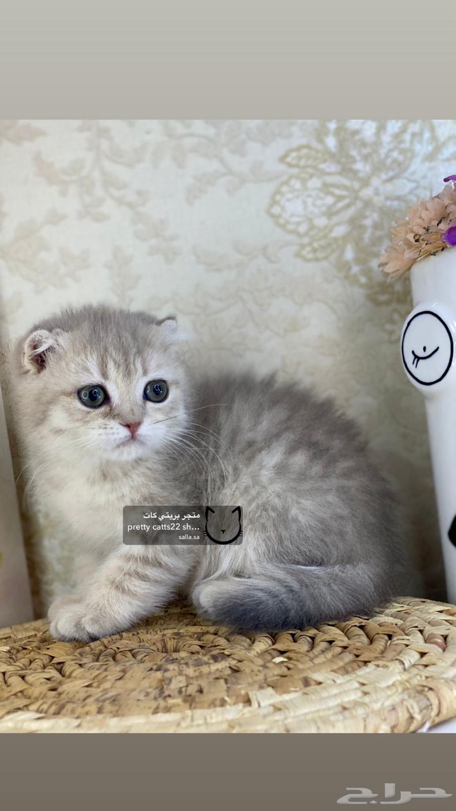 قطط سكوتش فولد قولد كيتن كيتنز برتش63389143446913114