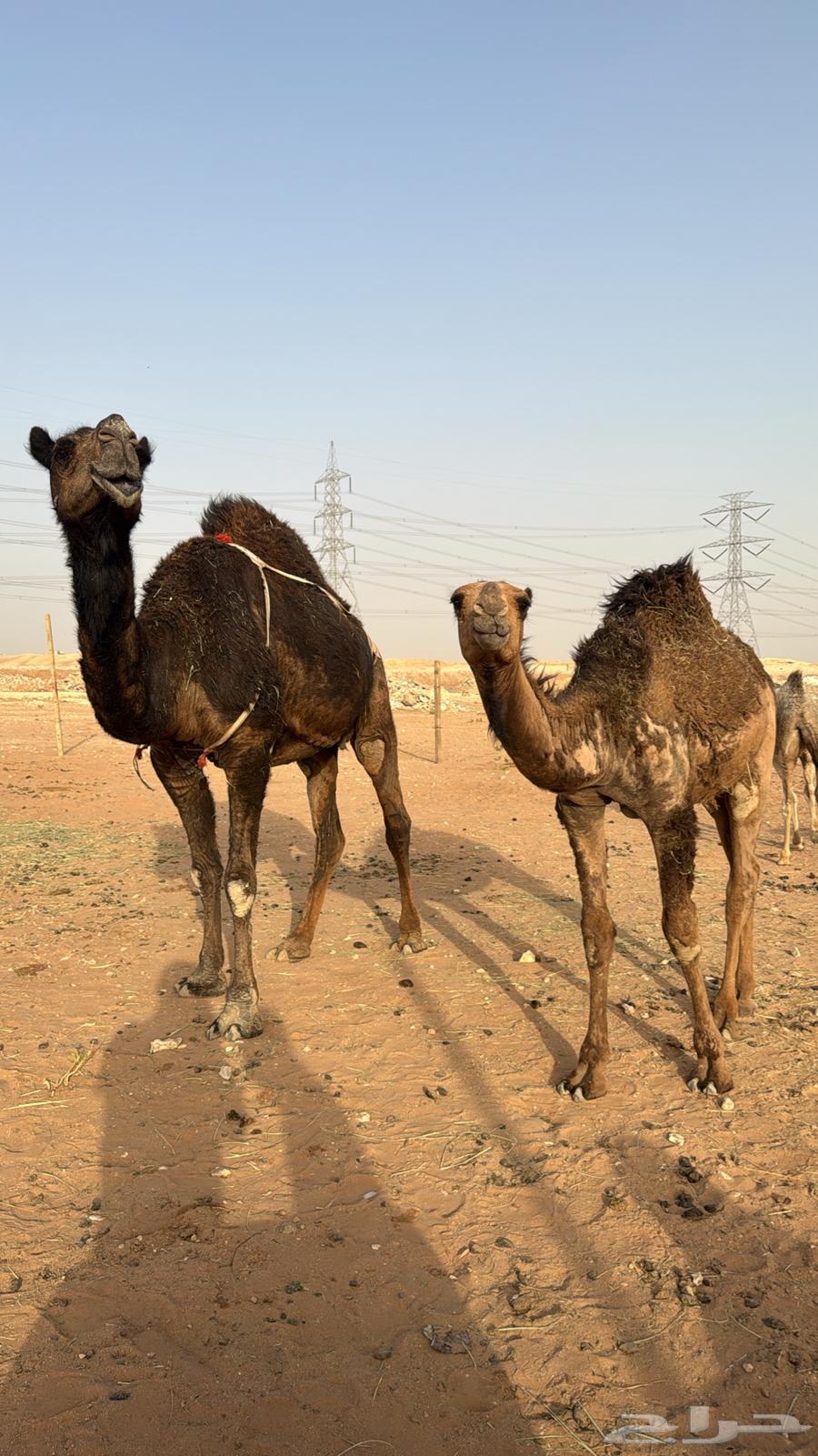ناقة للبيع مع بكره وقعود63391373936898112