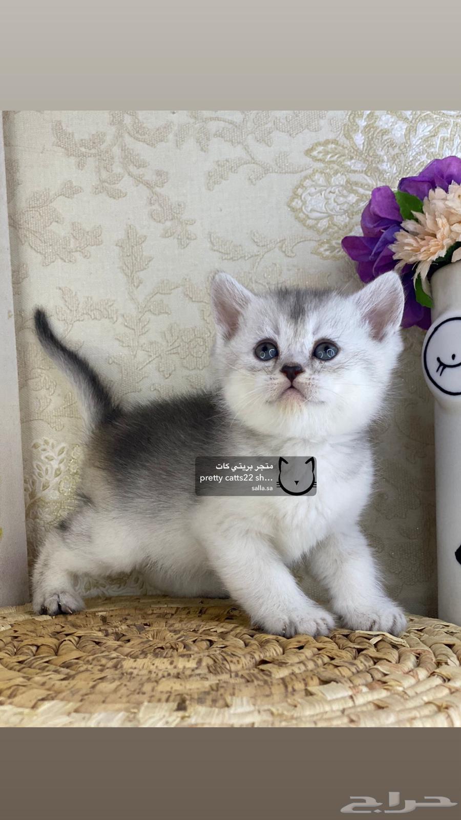 قطوه صغيره سكوتش فولد قولد تربل فولد سلفر سكوتش ستريت قطط63389143688323113