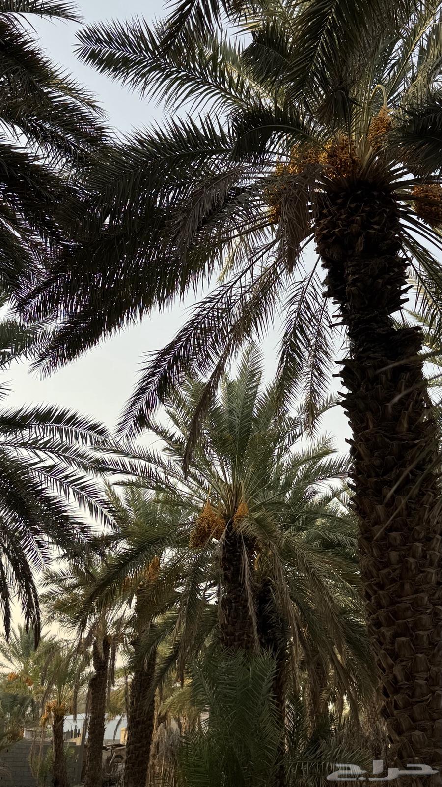 ثمر نخل صفري63441374260866114