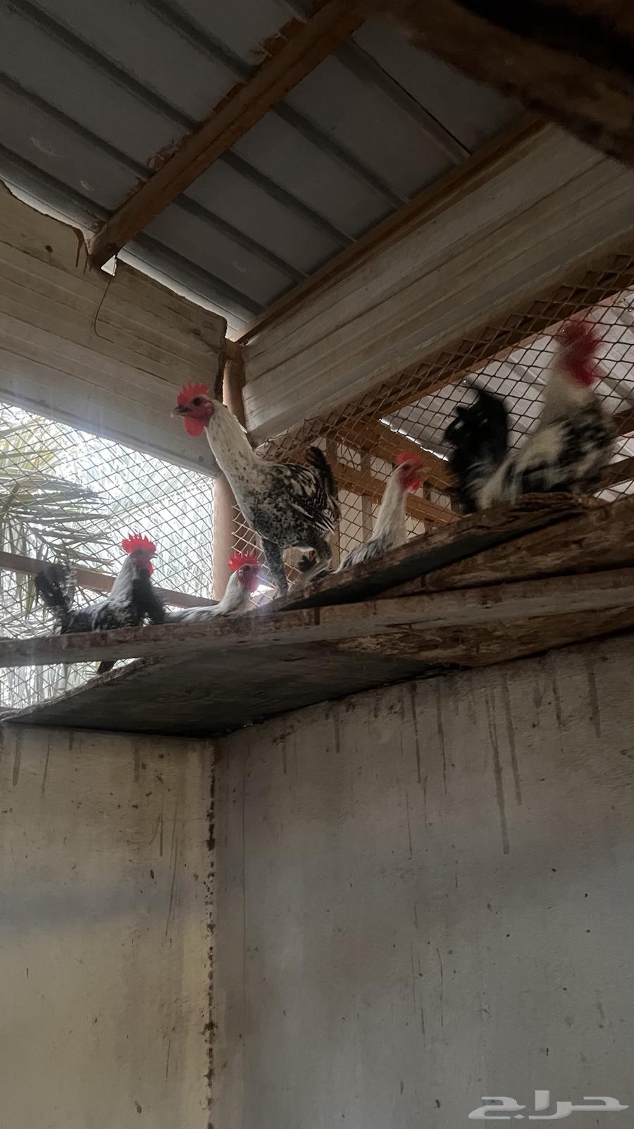 Local roosters and quality chickens for sale63389741715969110