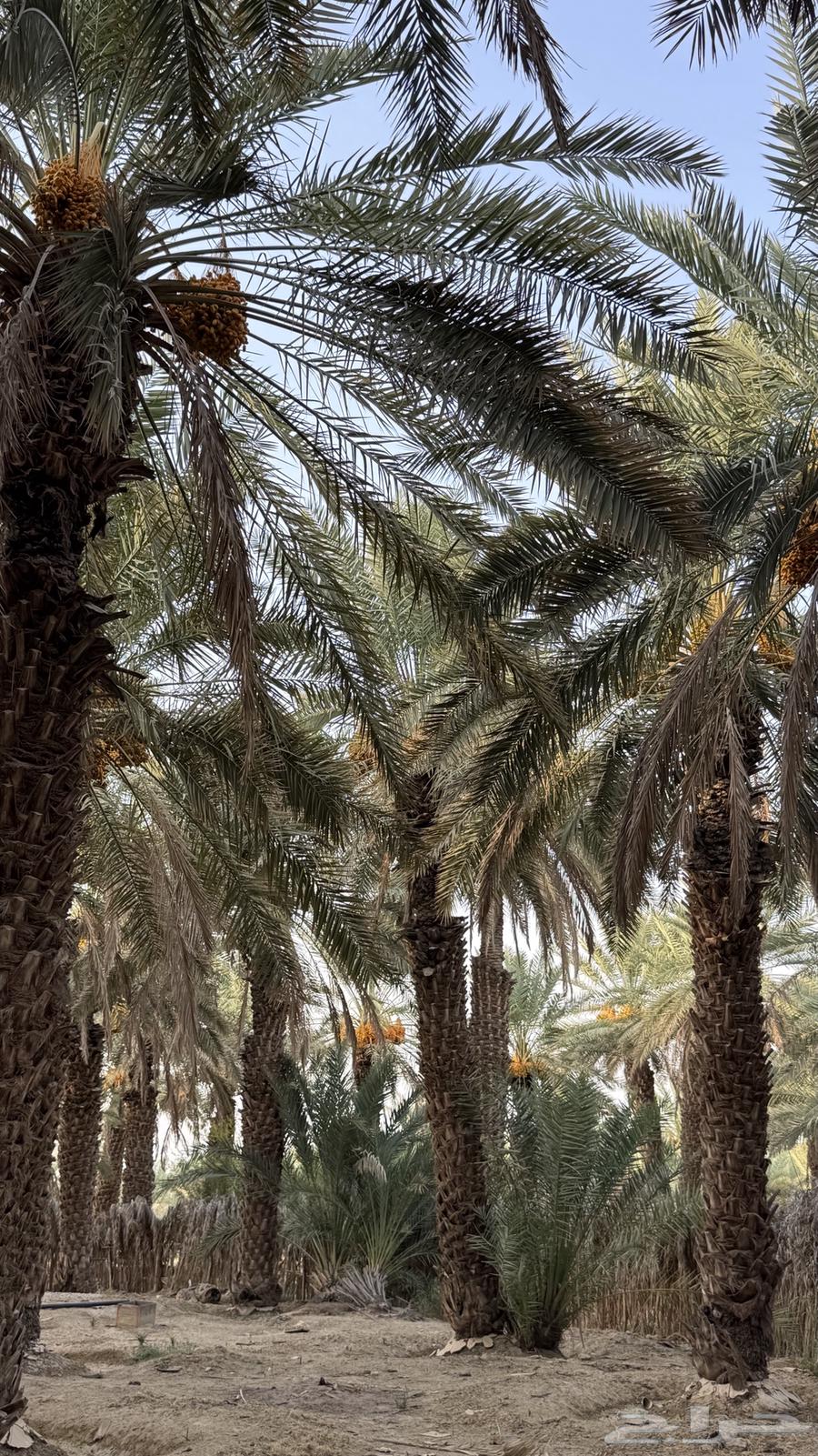 ثمر نخل صفري63441374260866112