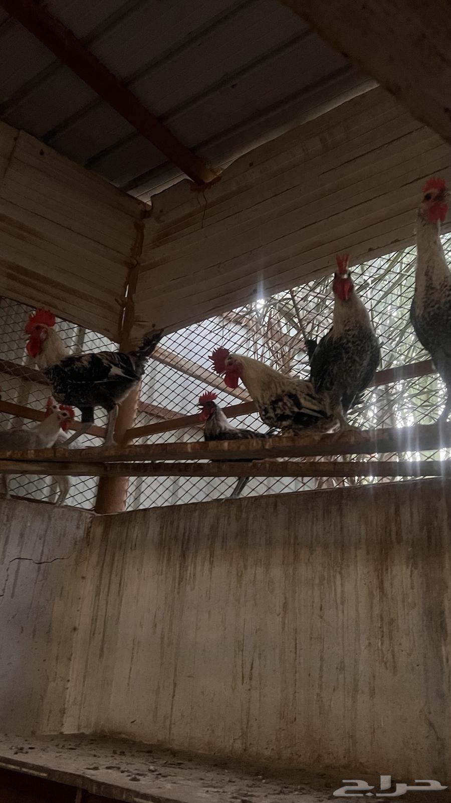 Local roosters and quality chickens for sale63389741715969114
